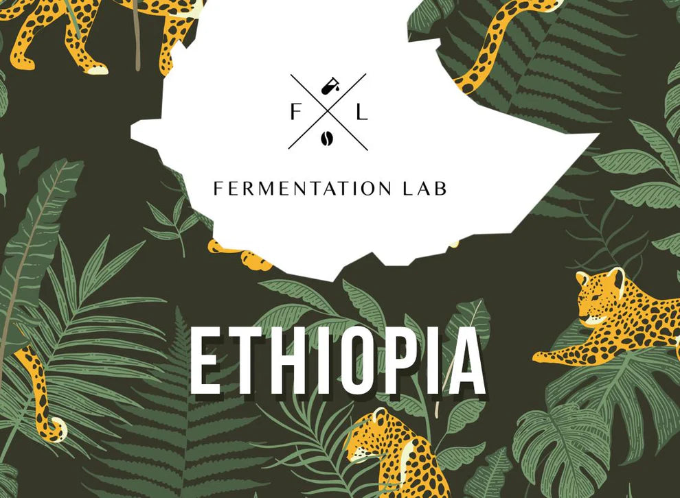 fermentationlab | Shantawene Village, Natural Filter